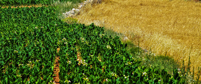 Verde Casa